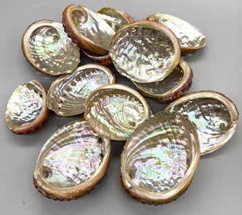 (image for) (pack of 100) 2" - 3" Abalone Shell incense burner